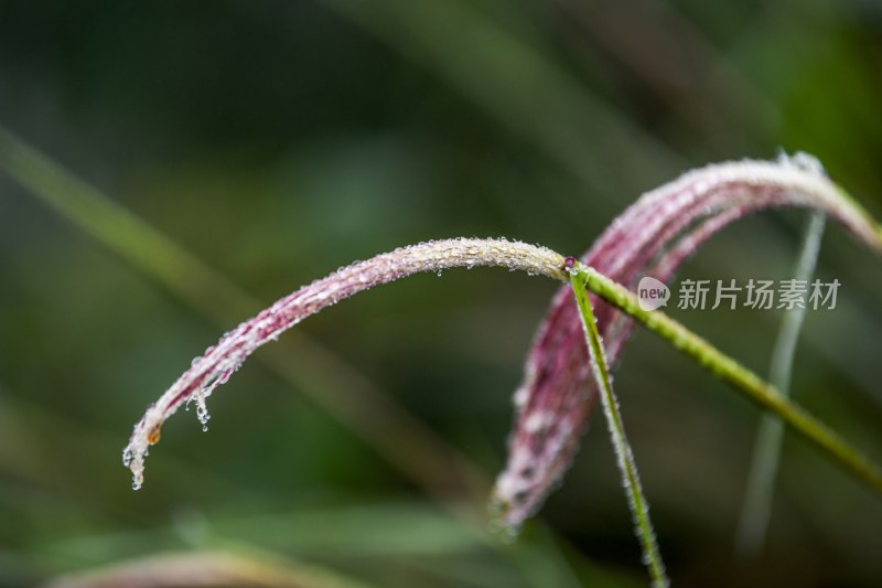 重庆酉阳：霜降后的小草“披金戴银”