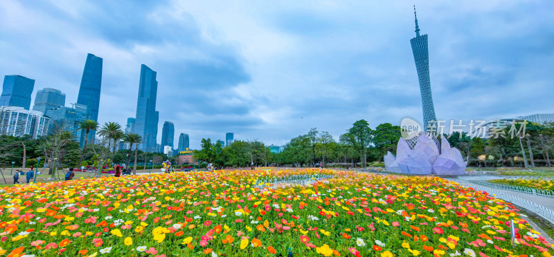 广州市宏城公园盛开的虞美人花