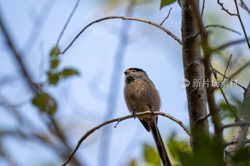 银喉长尾山雀（Aegithalos glaucogularis）