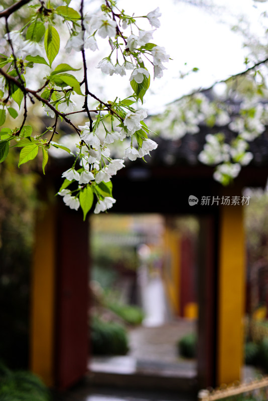 中国杭州永福寺的梨花