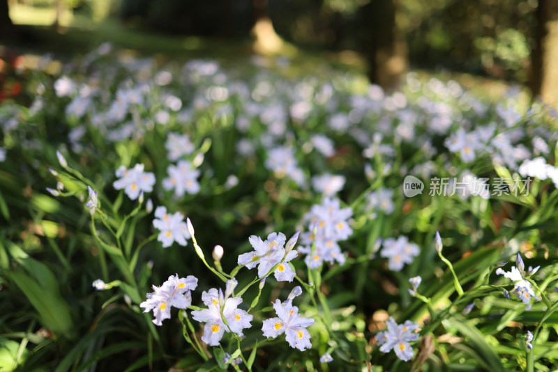 鸢尾科蝴蝶花