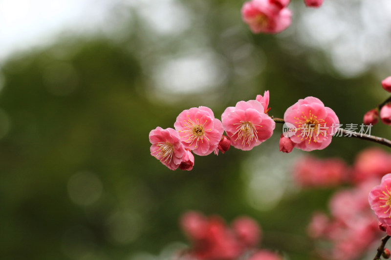 春天梅花盛开