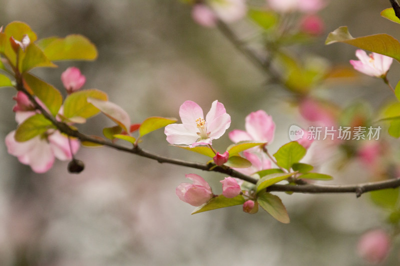 春天百花盛开