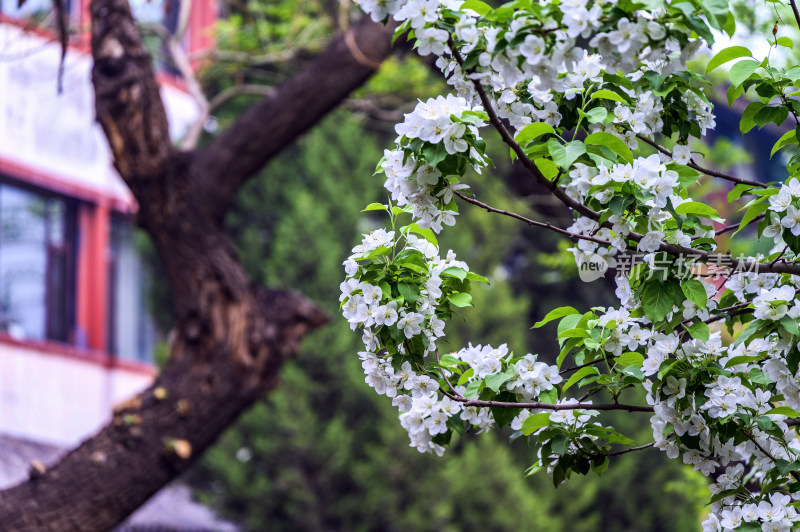 春天白色海棠花梨花