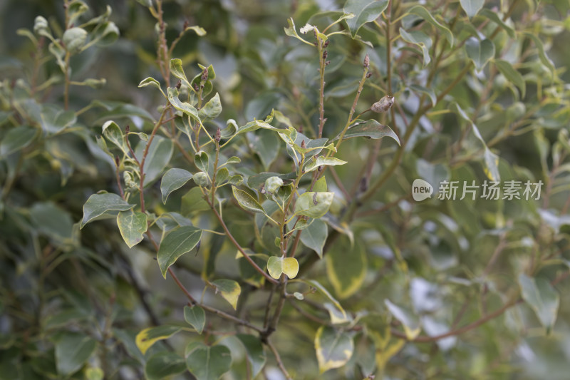 绿色植物枝叶特写