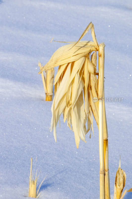 雪地中干枯的玉米杆特写