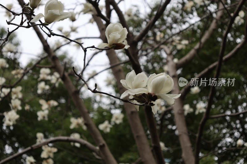 盛开的白玉兰花朵