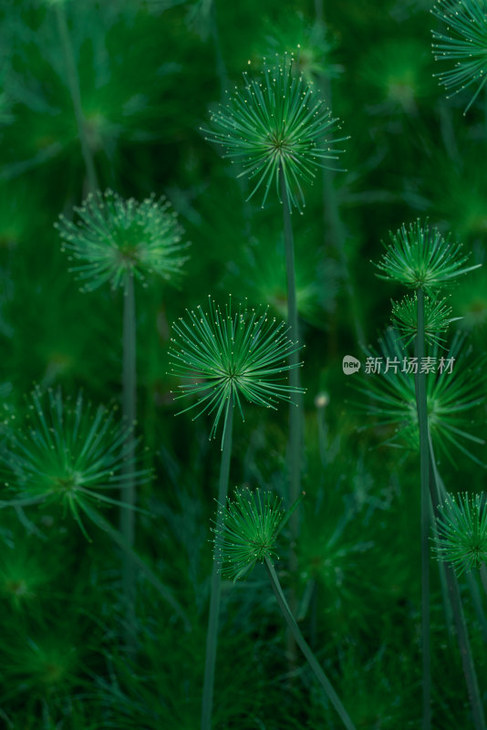 植物园里的绿色莎草