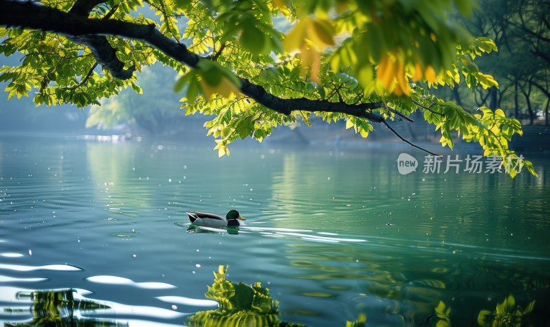 湖边鸭子春江水暖宁静悠闲湖泊背景