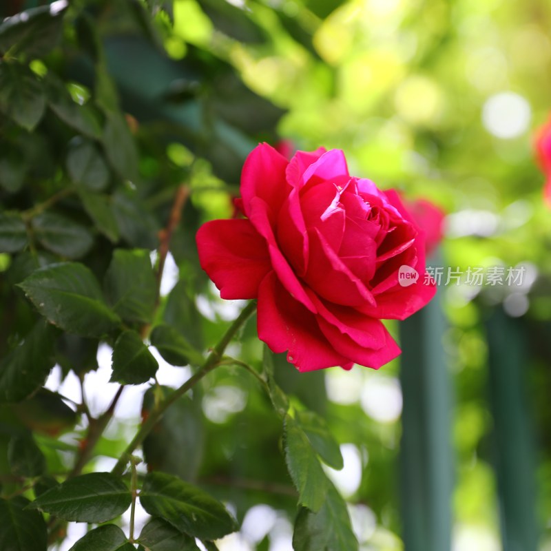 月季花玫瑰花