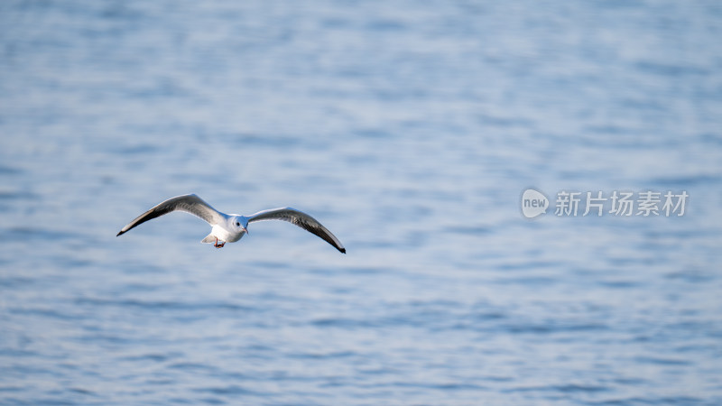 海鸥（Larus canus）