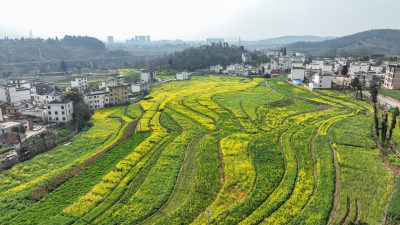 油菜花绘就田园美景