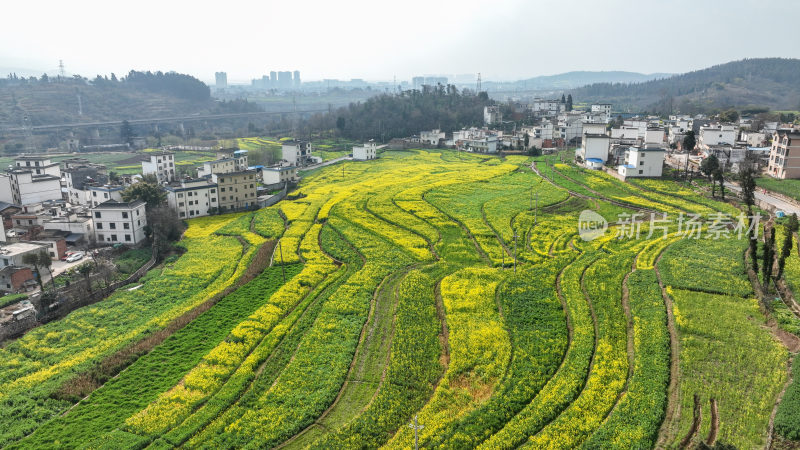 油菜花绘就田园美景