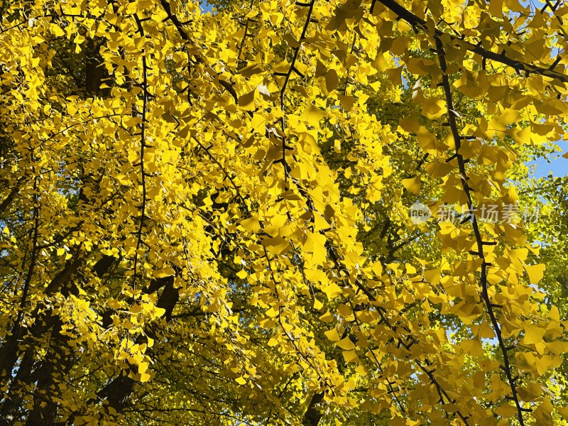 金黄银杏树叶特写