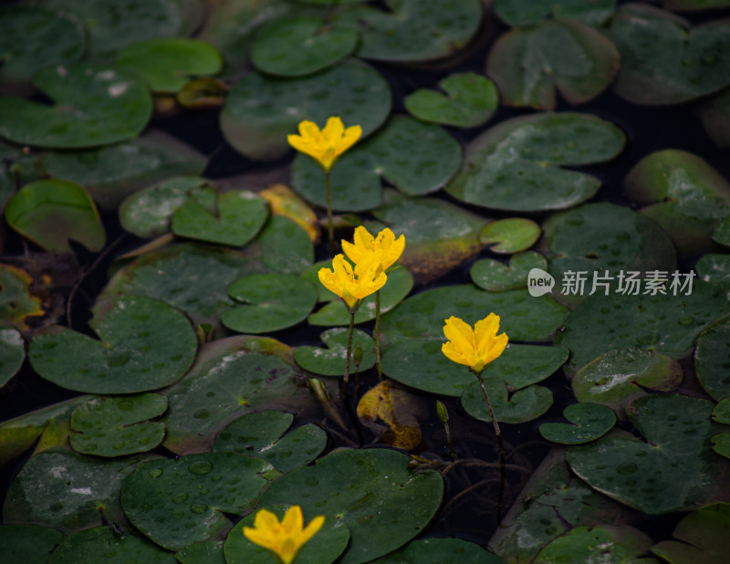 浮萍黄色花朵