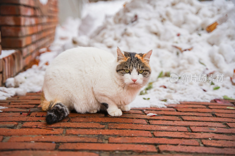 户外猫冬季雪堆地面墙角