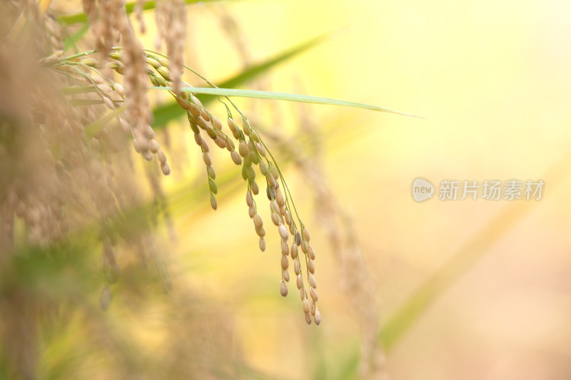 中国重要主食之一的稻米种植在田间