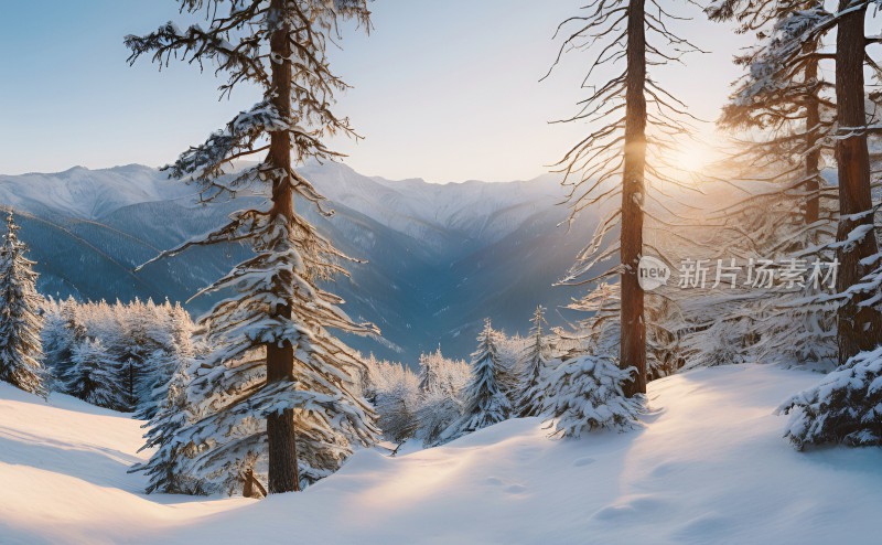 冬季森林白雪覆盖风景