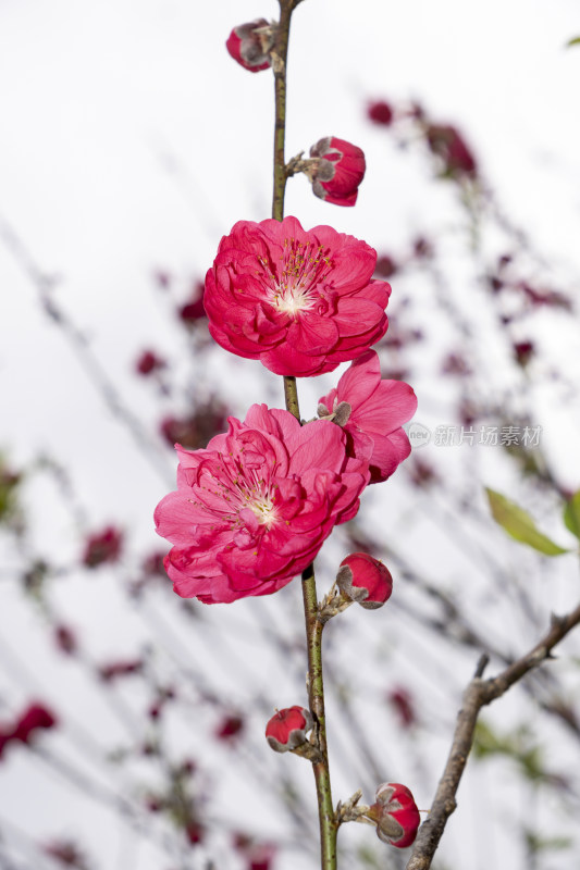 春天绽放的红色碧桃花特写