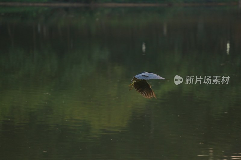 飞鸟掠过水面瞬间