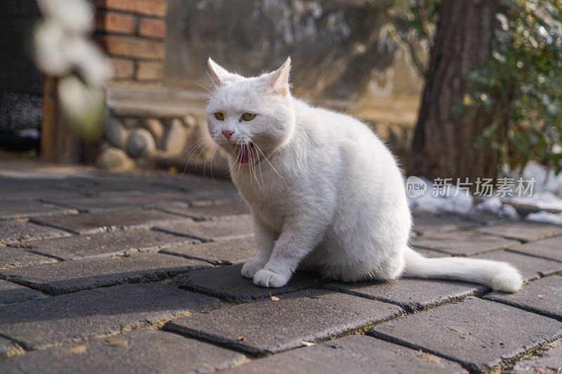 街道上的白猫生活状态