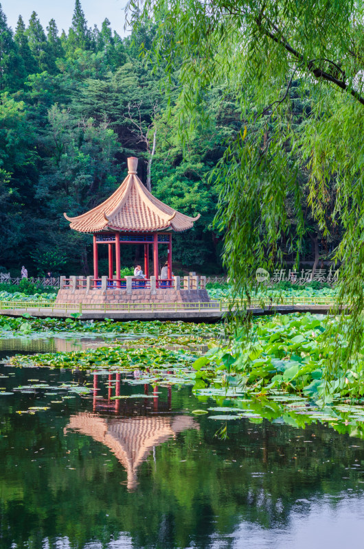 青岛中山公园的小西湖夏季风景