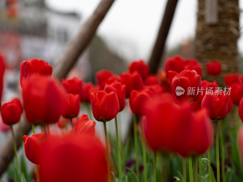 盛开的郁金香花