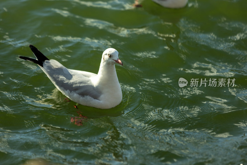 湖面海鸥