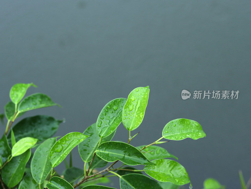 下雨天的湖面和湖面上的绿色树叶叶子