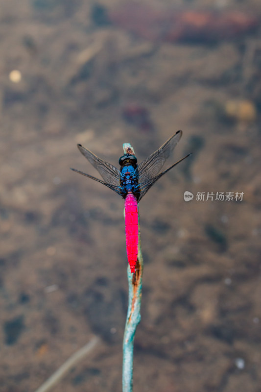 蜻蜓微距生态摄影