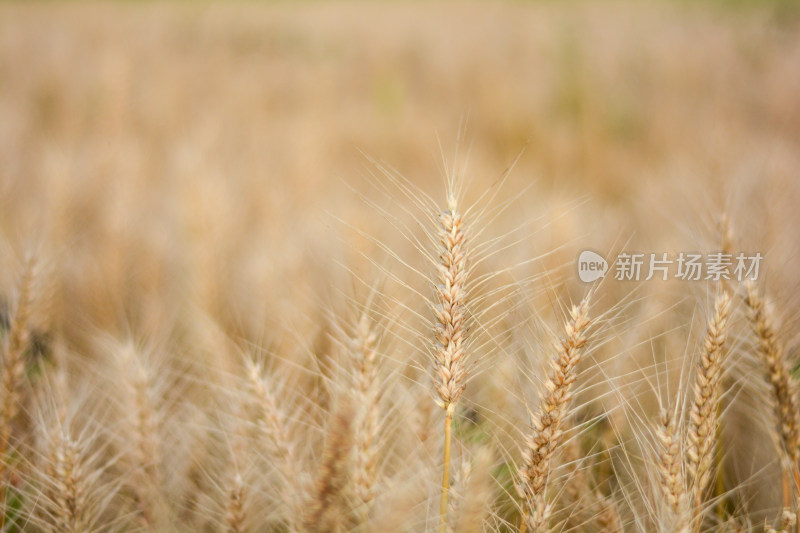 麦田金黄色的麦穗特写