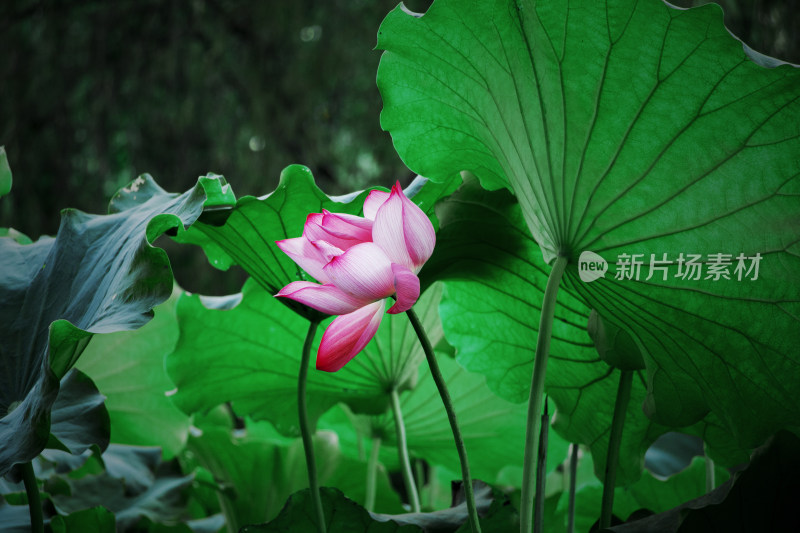 唯美荷花荷叶莲花荷塘