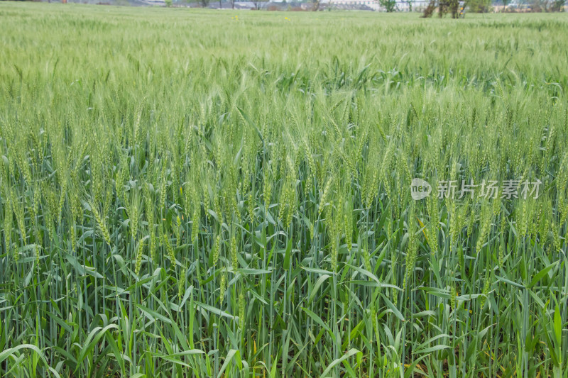 大片麦田景观