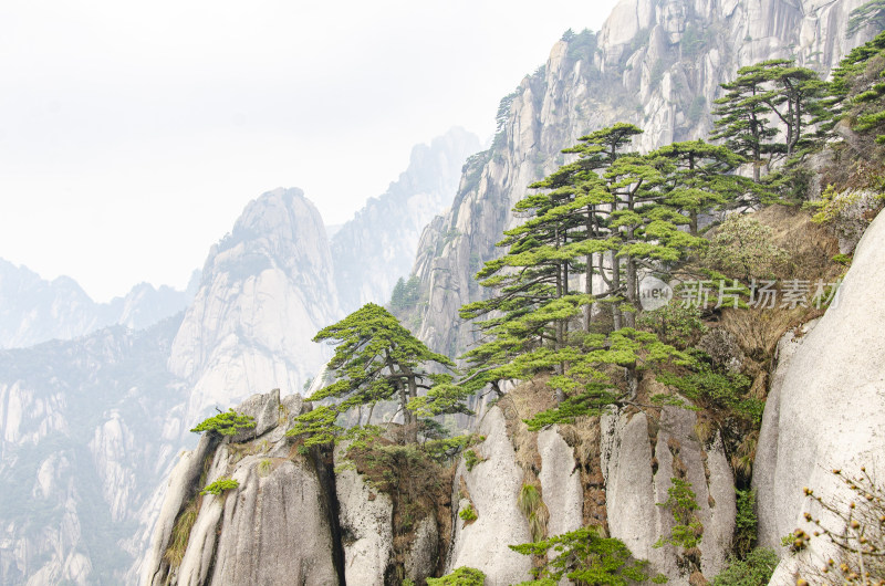 黄山松崖绝壁 奇松怪石 峰峦叠嶂