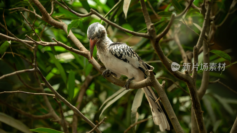 红嘴弯嘴犀鸟（Tockus camurus）