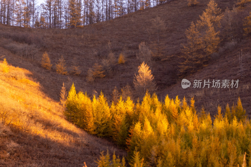 赤峰山林