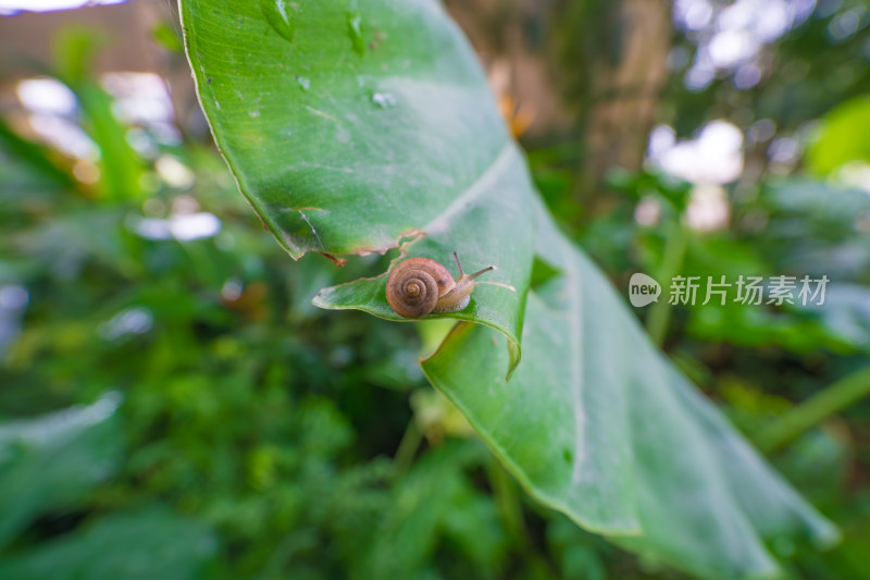 植物上的蜗牛特写镜头