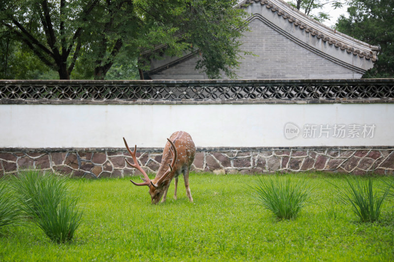 绿色草坪梅花鹿吃草游玩