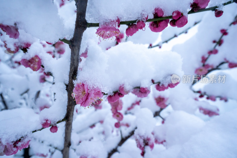 雪后的梅花很美