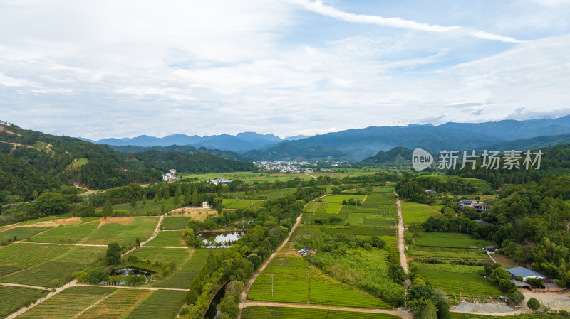 航拍武夷山绿色农田与茶园