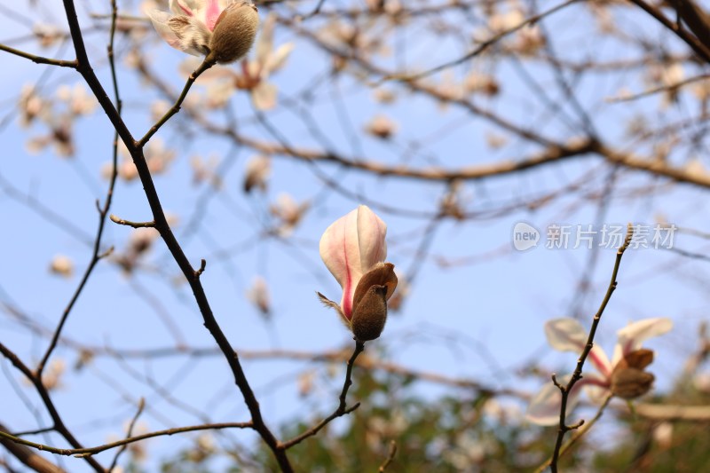 盛开的玉兰花特写