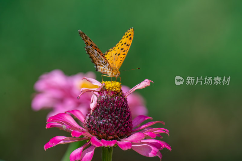 蝴蝶采蜜蝶恋花