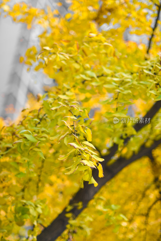 秋天阳光下的银杏树叶