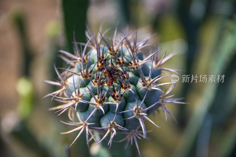 花花草草仙人植物