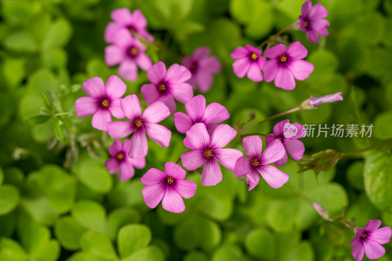 春天的酢浆草开花特写