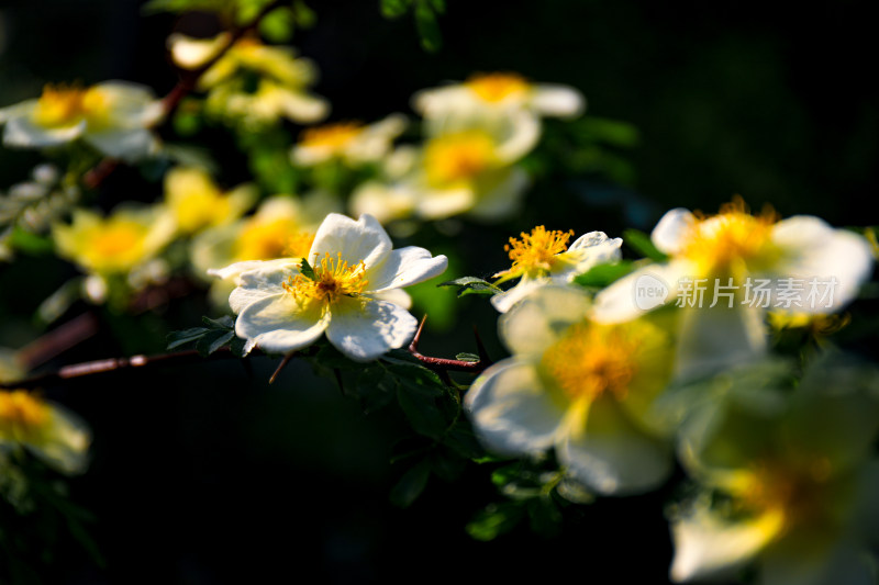 春天单瓣黄刺玫花卉