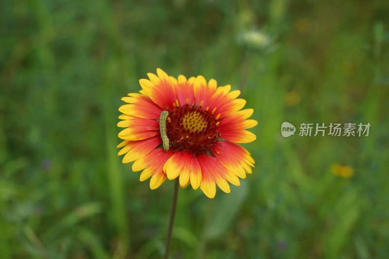 菊花花瓣上的虫子菜青虫