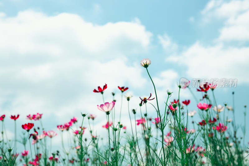 夏日格桑花