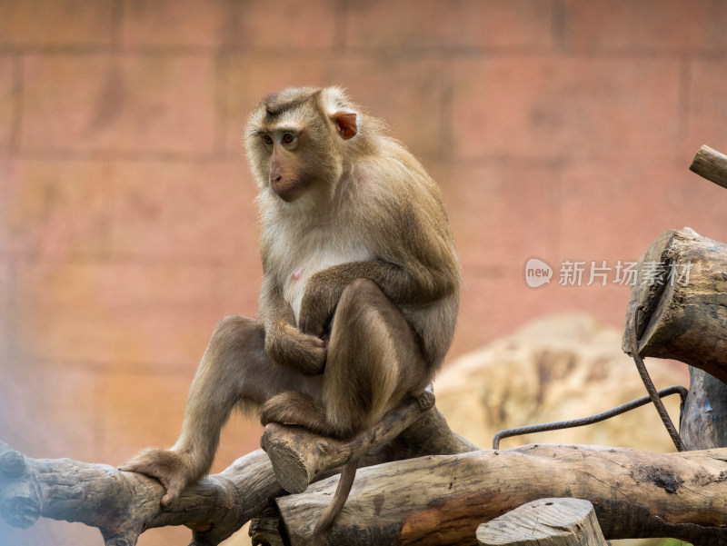 湖州龙之梦动物世界猴子