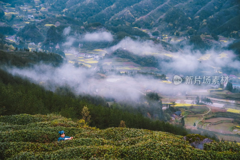 陕西汉中茶园